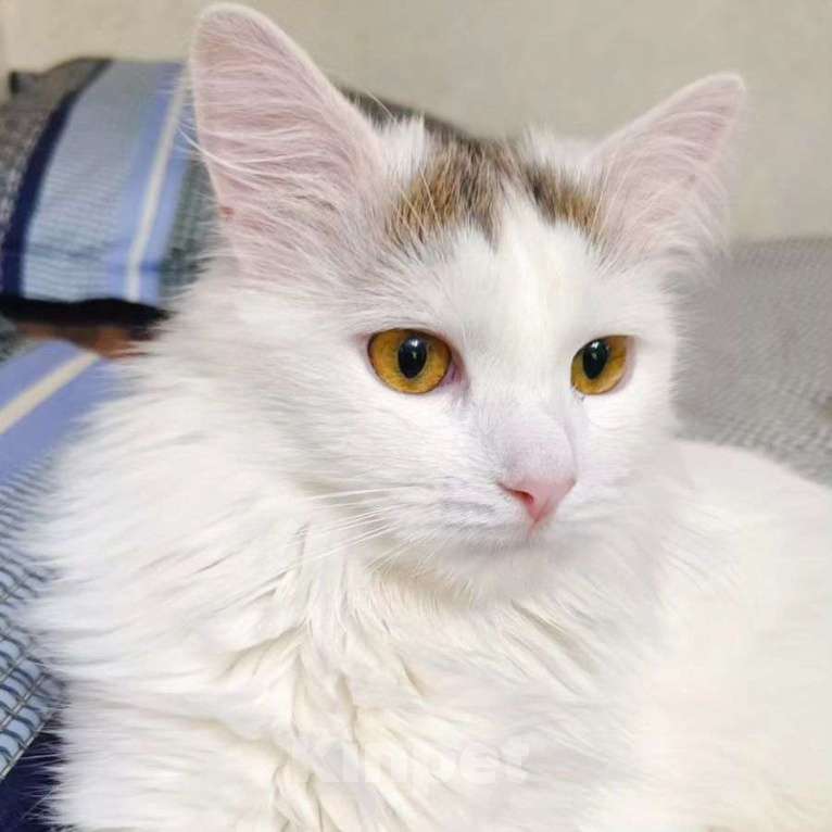 Кошки в Москве: Белый пушистый котенок Бяша Мальчик, Бесплатно - фото 2