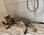 Кошки в Люберцах: Саванна котенок девочка Девочка, 100 000 руб. - фото 3