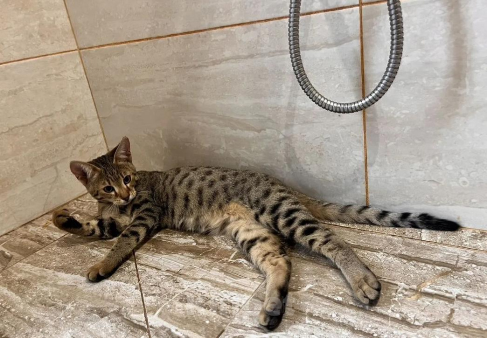 Кошки в Люберцах: Саванна котенок девочка Девочка, 100 000 руб. - фото 3