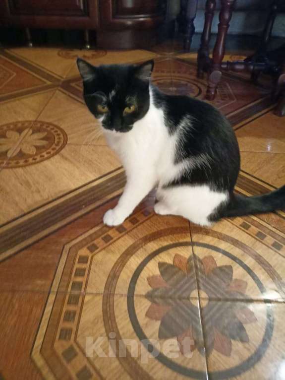 Кошки в Калуге: Отдам в хорошие руки Девочка, Бесплатно - фото 2