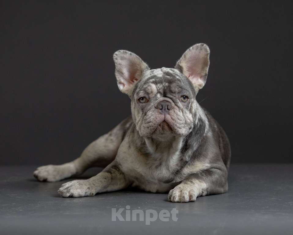 Собаки в Брянске: Пеппа Девочка, 100 000 руб. - фото 2