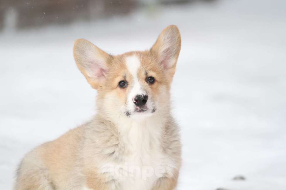 Собаки в Москве: Вельш корги пемброк Девочка, 60 000 руб. - фото 8