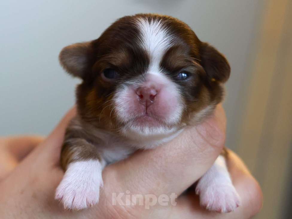 Собаки в Ростове-на-Дону: Шоколадное и рыжее счастье  Мальчик, 35 000 руб. - фото 4