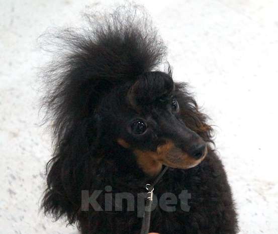 Собаки в Москве: Взрослая девочка 1 год Девочка, 170 000 руб. - фото 2