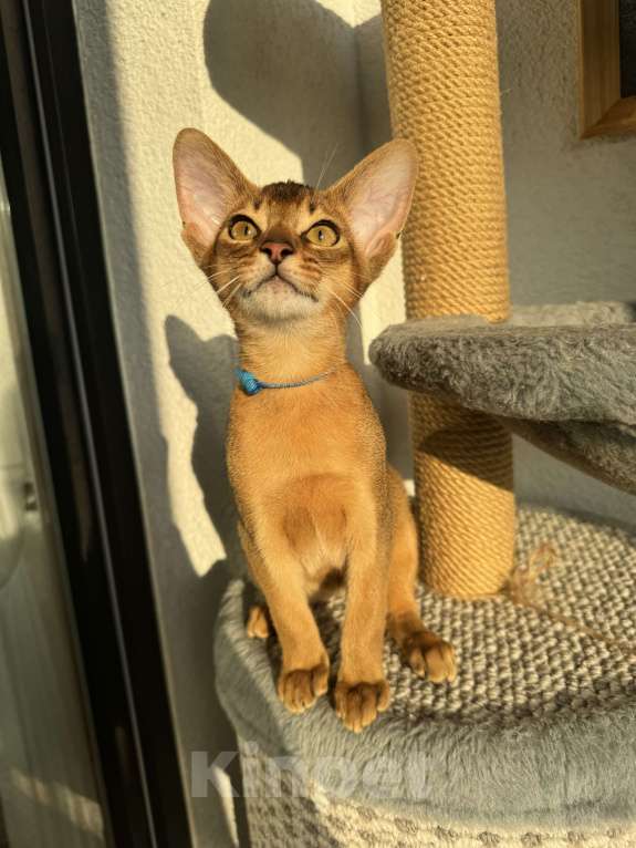 Кошки в Санкт-Петербурге: Абиссинский котенок с документами, мальчик  Мальчик, 35 000 руб. - фото 3