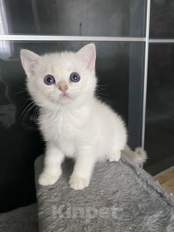 Кошки в Москве: Евра Девочка, 40 000 руб. - фото 2