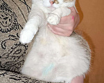 Кошки в Казани: Котшечка молодая Девочка, Бесплатно - фото 1