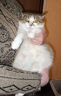 Котшечка молодая