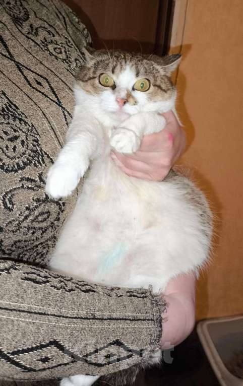 Кошки в Казани: Котшечка молодая Девочка, Бесплатно - фото 1