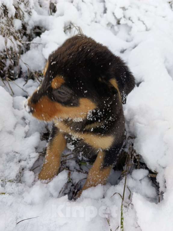 Собаки в других городах Ленинградской области: Трехцветный язык  Мальчик, Бесплатно - фото 2