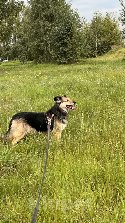 Собаки в Москве: Девушка которая любит! Девочка, Бесплатно - фото 3