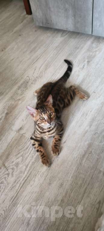 Кошки в Люберцах: Бенгальский чистокровный кот  Мальчик, 40 000 руб. - фото 4