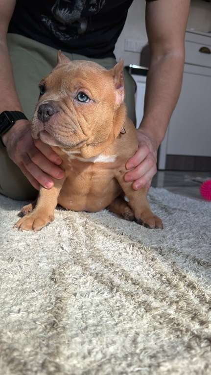 Собаки в Сочи: Девочка триколор Девочка, Бесплатно - фото 3