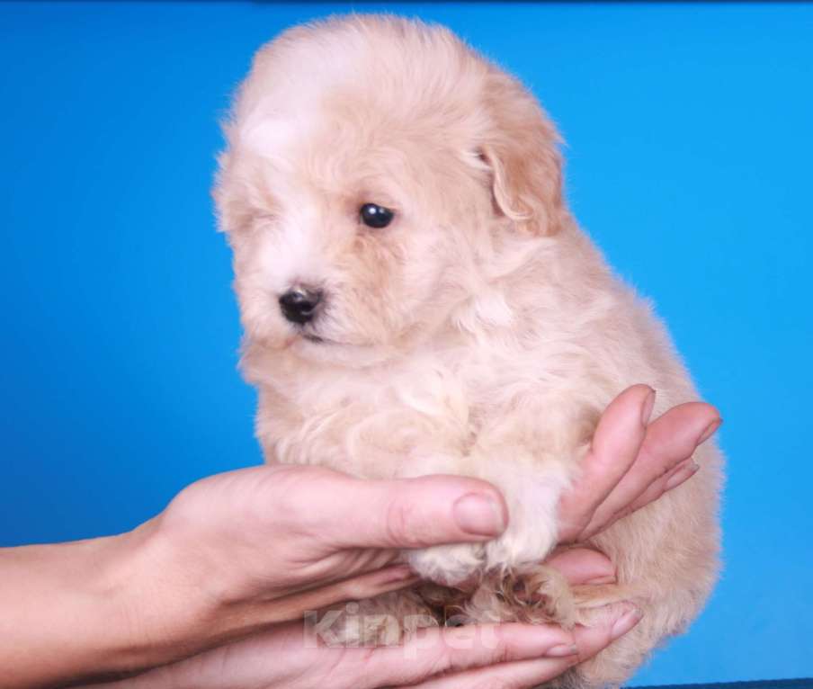 Собаки в Москве: мальтипу Ф1 щенки Мальчик, 150 000 руб. - фото 6