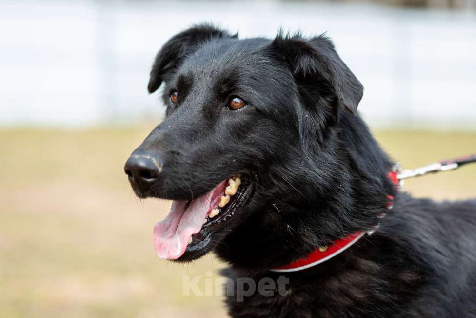 Собаки в Москве: Вальтер Мальчик, Бесплатно - фото 2