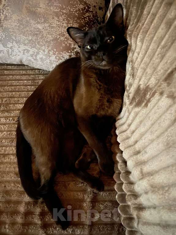 Кошки в Дмитрове: Потерялся кот в д. Лупаново, Дмитровский район, Московская область  Мальчик, 5 000 руб. - фото 2