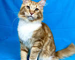 Кошки в Дедовске: Мейн-кун кот Федот Мальчик, 45 000 руб. - фото 6