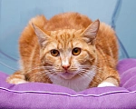 Кошки в Мытищах: Кошка Дуся в добрые руки Девочка, Бесплатно - фото 4
