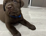 Собаки в Санкт-Петербурге: Щенки лабрадора Мальчик, 45 000 руб. - фото 3