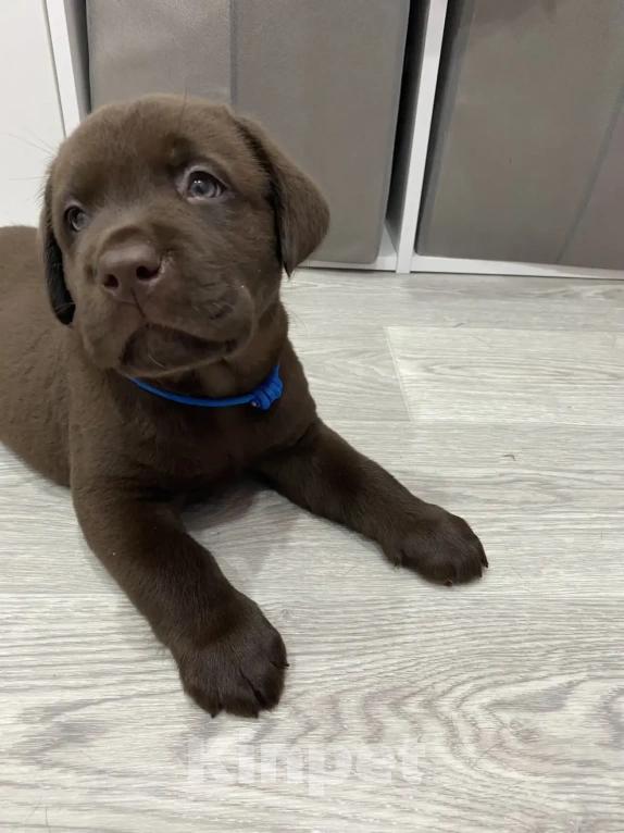 Собаки в Санкт-Петербурге: Щенки лабрадора Мальчик, 45 000 руб. - фото 3