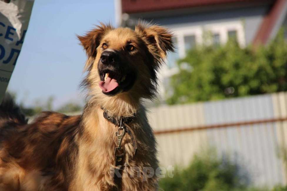 Собаки в Санкт-Петербурге: Отдам собаку бесплатно. Мальчик, Бесплатно - фото 2