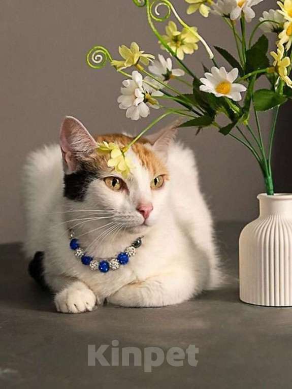 Кошки в Москве: Ласковая и нежная кошечка Снежинка ищет дом Девочка, Бесплатно - фото 3