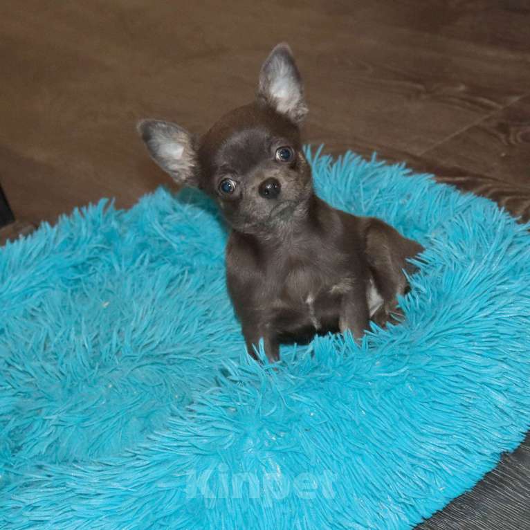 Собаки в Москве: ДЕВОЧКА чихуахуа Девочка, 39 000 руб. - фото 1