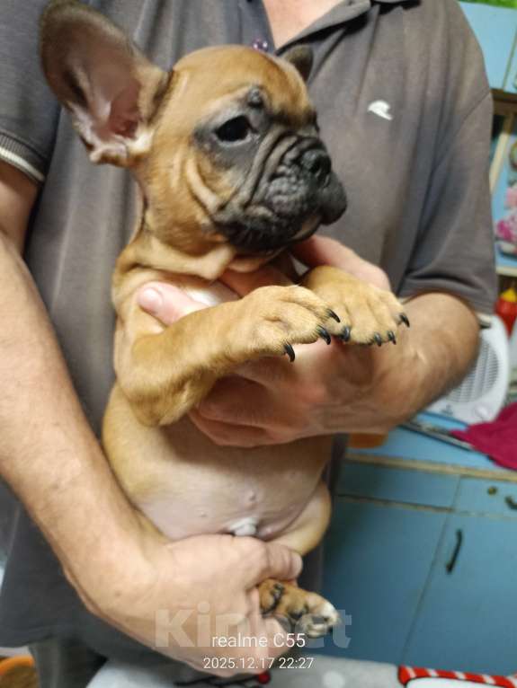 Собаки в Омске: Продаем щенков французкого бульдога Мальчик, Бесплатно - фото 5