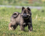 Собаки в Перми: Евразиер - редкая порода! Девочка, 140 000 руб. - фото 8