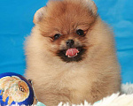 Собаки в Уфе: Померанский шпиц щенки, мини и стандарт, 80 000 руб. - фото 8