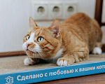 Кошки в Бологом: Кот Виконт, 55 руб. - фото 9