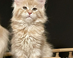 Кошки в Санкт-Петербурге: Мейн Кун котята Мальчик, 60 000 руб. - фото 3