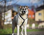 Собаки в Домодедово: Веста - лайка метис 11 мес. девочка Девочка, 1 руб. - фото 4