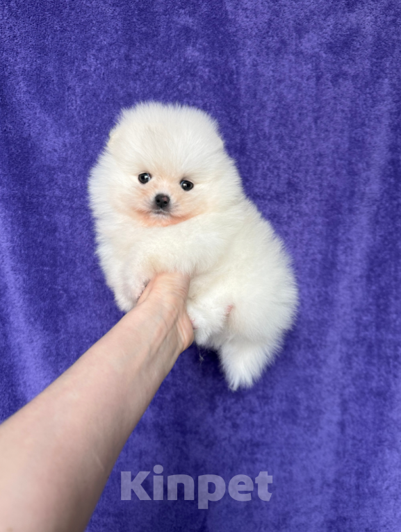 Собаки в Москве: Малыш Мальчик, 25 000 руб. - фото 1