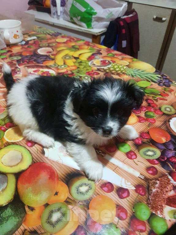 Собаки в Саке: счастливые глазки ждут тебя Разнополые, Бесплатно - фото 4