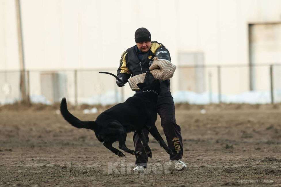 Собаки в Кемерово: Щенок ВЕО от рабочей пары, с хорошей  родословной Девочка, Бесплатно - фото 4