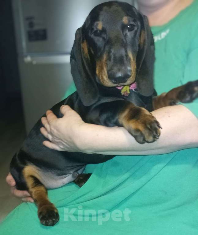 Собаки в Северодвинске: Продажа щенка Мальчик, 60 000 руб. - фото 1