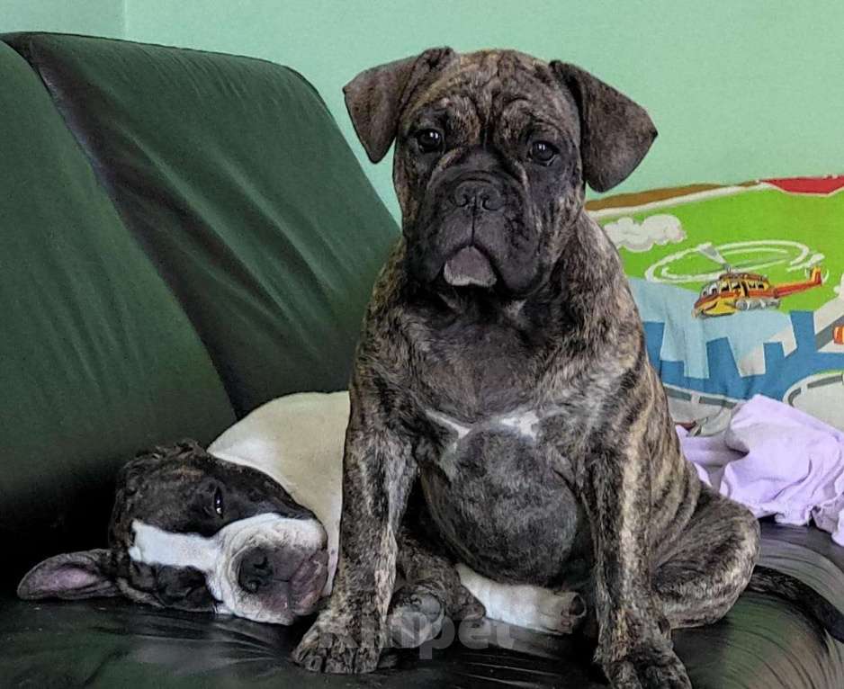 Собаки в Шахте: Американский булли тигрового окраса Девочка, 70 000 руб. - фото 3