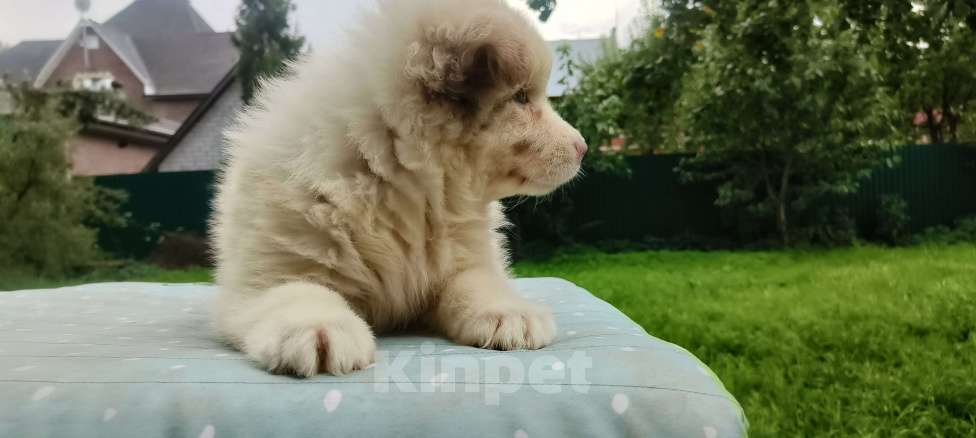 Собаки в Домодедово: Щенок Австралийской овчарки  Девочка, 80 000 руб. - фото 2