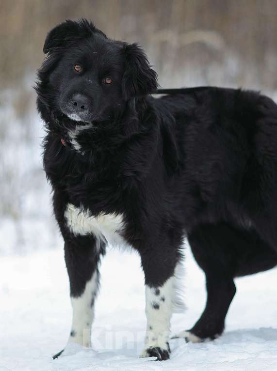Собаки в Москве: Злата, идеальная собака Девочка, Бесплатно - фото 4