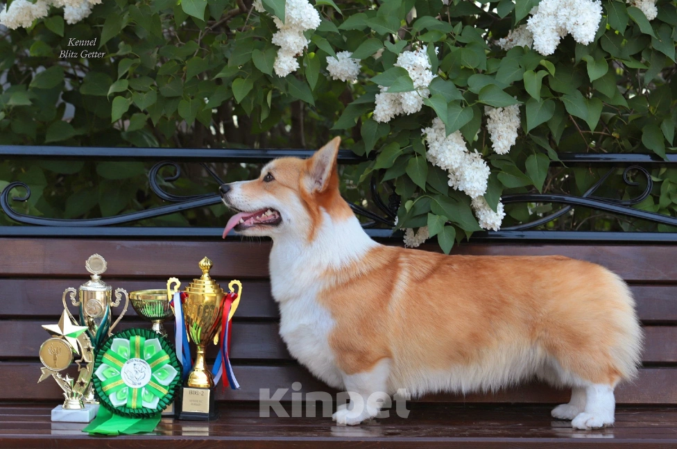 Собаки в Волгодонске: Великолепная девочка Вельш Корги Девочка, Бесплатно - фото 3