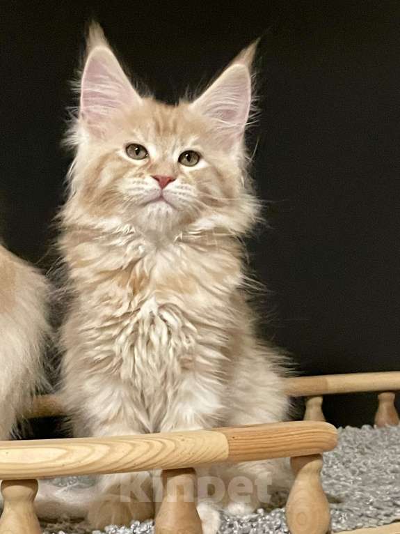 Кошки в Санкт-Петербурге: Мейн Кун котята Мальчик, 60 000 руб. - фото 3