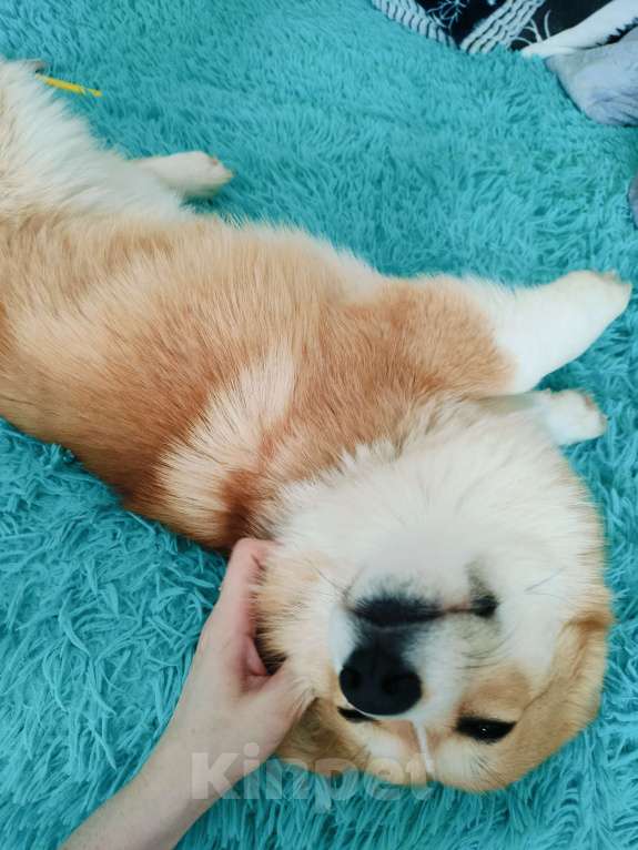 Собаки в Воронеже: Вельш корги пемброк натуральный бобтейл Девочка, 35 000 руб. - фото 6