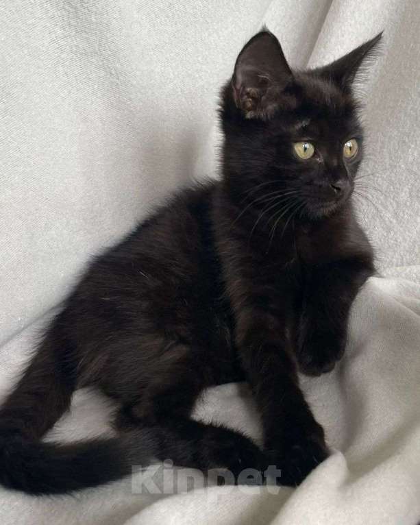 Кошки в Москве: Черная малютка Джаззи ищет дом! Девочка, Бесплатно - фото 2