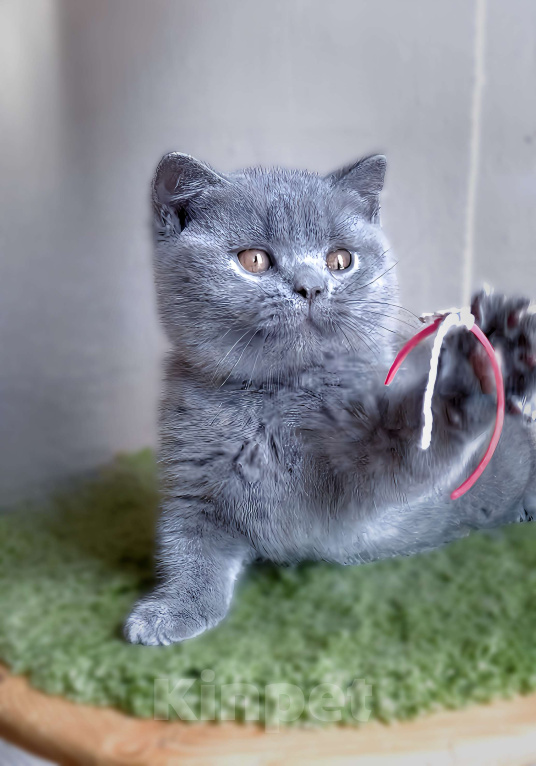 Кошки в Москве: Британский к/ш элитные котята  Девочка, Бесплатно - фото 9