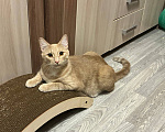 Кошки в Москве: кот Сырник в добрые руки Мальчик, Бесплатно - фото 1