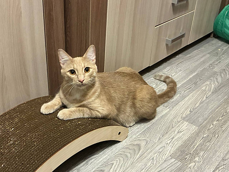 кот Сырник в добрые руки