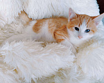 Кошки в Санкт-Петербурге: Рыжий котенок ищет любящую семью Девочка, 200 руб. - фото 2
