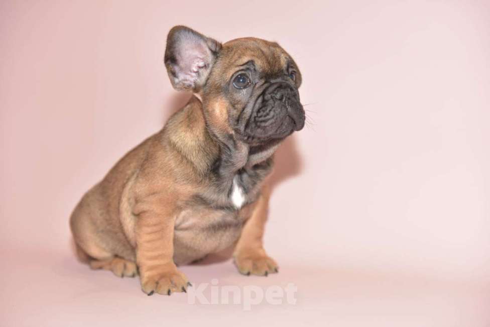 Собаки в Москве: Мальчик французского бульдога  Мальчик, 60 000 руб. - фото 4