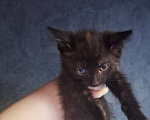 Кошки в Липецке: Отдам в добрые руки красивых котят!) Мальчик, Бесплатно - фото 3